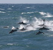 Tamboi Queen Cruises - Yamba Accommodation