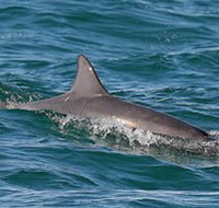 Byron Bay Dolphin Wildlife Tours - Yamba Accommodation