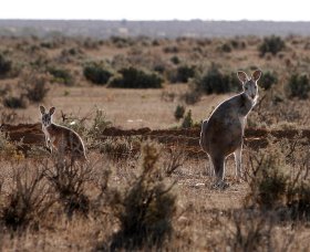 Silver City Tours - Yamba Accommodation 1