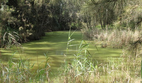Second Ponds Creek Walk - Yamba Accommodation 0