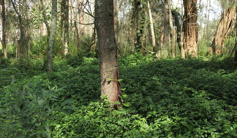 Second Ponds Creek Walk - Yamba Accommodation 1