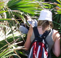 Palm Jungle loop track - Yamba Accommodation