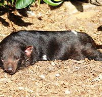 Symbio Wildlife Park - Yamba Accommodation