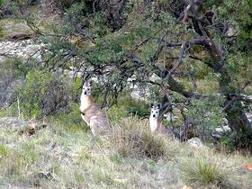 Saunders Gorge Sanctuary - Yamba Accommodation 2