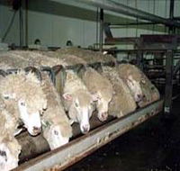 Island Pure Sheep Dairy And Cheese Factory - Yamba Accommodation