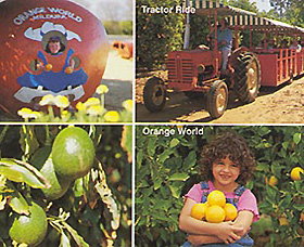 Orange World - Yamba Accommodation 1