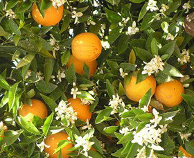 Orange World - Yamba Accommodation 2