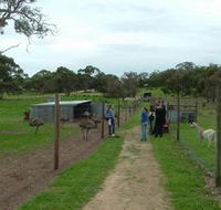 Avenue Emus - Yamba Accommodation