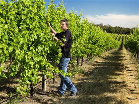 Patrick Of Coonawarra - Yamba Accommodation 0