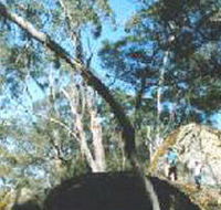 Dergholm State Park - Yamba Accommodation