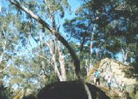 Dergholm State Park - Yamba Accommodation 0