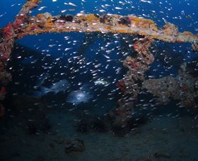 Lady Bowen Dive Site - Yamba Accommodation 1
