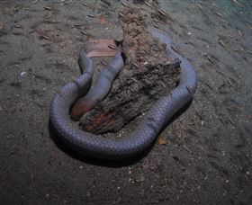 Lady Bowen Dive Site - Yamba Accommodation 2