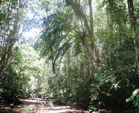 Mount Lewis National Park - Yamba Accommodation 0