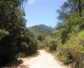Mount Lewis National Park - Yamba Accommodation 2