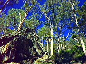 Blackdown Tableland National Park - Yamba Accommodation 3