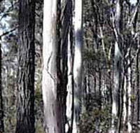 Kooyoora State Park - Yamba Accommodation