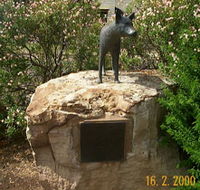 Dingo Statue - Yamba Accommodation
