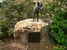 Dingo Statue - Yamba Accommodation 0