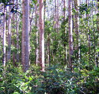 Cathu State Forest - Yamba Accommodation