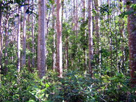 Cathu State Forest - Yamba Accommodation 0