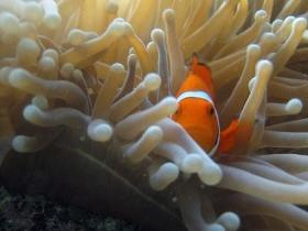 The Whitsundays QLD Yamba Accommodation