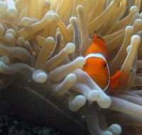 The Hangover Dive Site - Yamba Accommodation