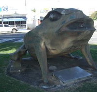 Big Cane Toad - Yamba Accommodation