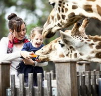 Taronga Western Plains Zoo Dubbo - Yamba Accommodation