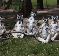 Savannah Visitor Plaza Taronga Western Plains Zoo Dubbo - Yamba Accommodation
