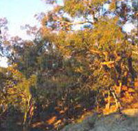 Mount Alexander Regional Park - Yamba Accommodation