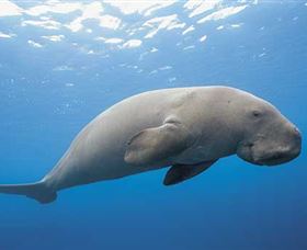 Dugong Sanctuary - Clairview - Yamba Accommodation 1