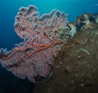 Luncheon Bay Dive Site - Yamba Accommodation