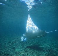 Manta Ray Bay Dive Site - Yamba Accommodation