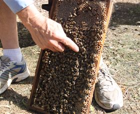 Bees On Keswick Island - Yamba Accommodation 1
