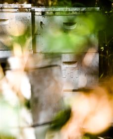 Bees On Keswick Island - Yamba Accommodation 0