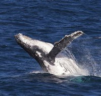 Whale Watching on Keswick Island - Yamba Accommodation