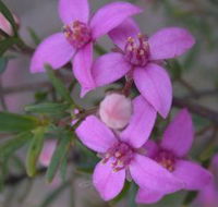 Self Drive Geology and Nature Trails - Yamba Accommodation