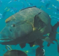 Fairey Reef - Yamba Accommodation