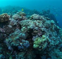 Manta Ray Drop Off Dive Site - Yamba Accommodation