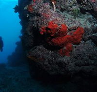 Stepping Stones Dive Site - Yamba Accommodation