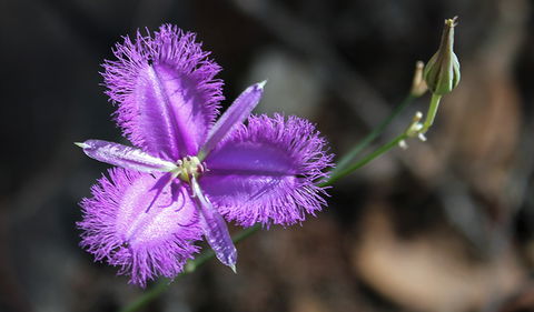 Conimbla National Park - Yamba Accommodation 3