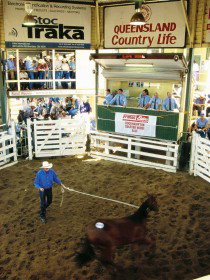 Gracemere Exhibition Complex - Yamba Accommodation 0