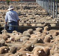 Livestock Marketing Centre - Yamba Accommodation