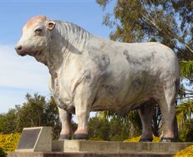 Rockhampton Bull Statues - Yamba Accommodation 1