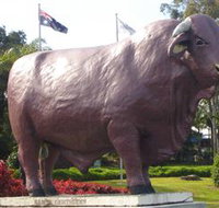 Rockhampton Bull Statues - Yamba Accommodation