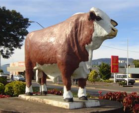 Rockhampton Bull Statues - Yamba Accommodation 2