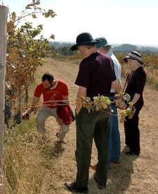 Rosnay Organic Farm And Vineyard - Yamba Accommodation 2
