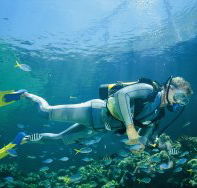 Seaflight Bommie Dive Site - Yamba Accommodation