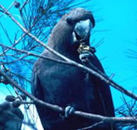 Mount Archer National Park - Yamba Accommodation